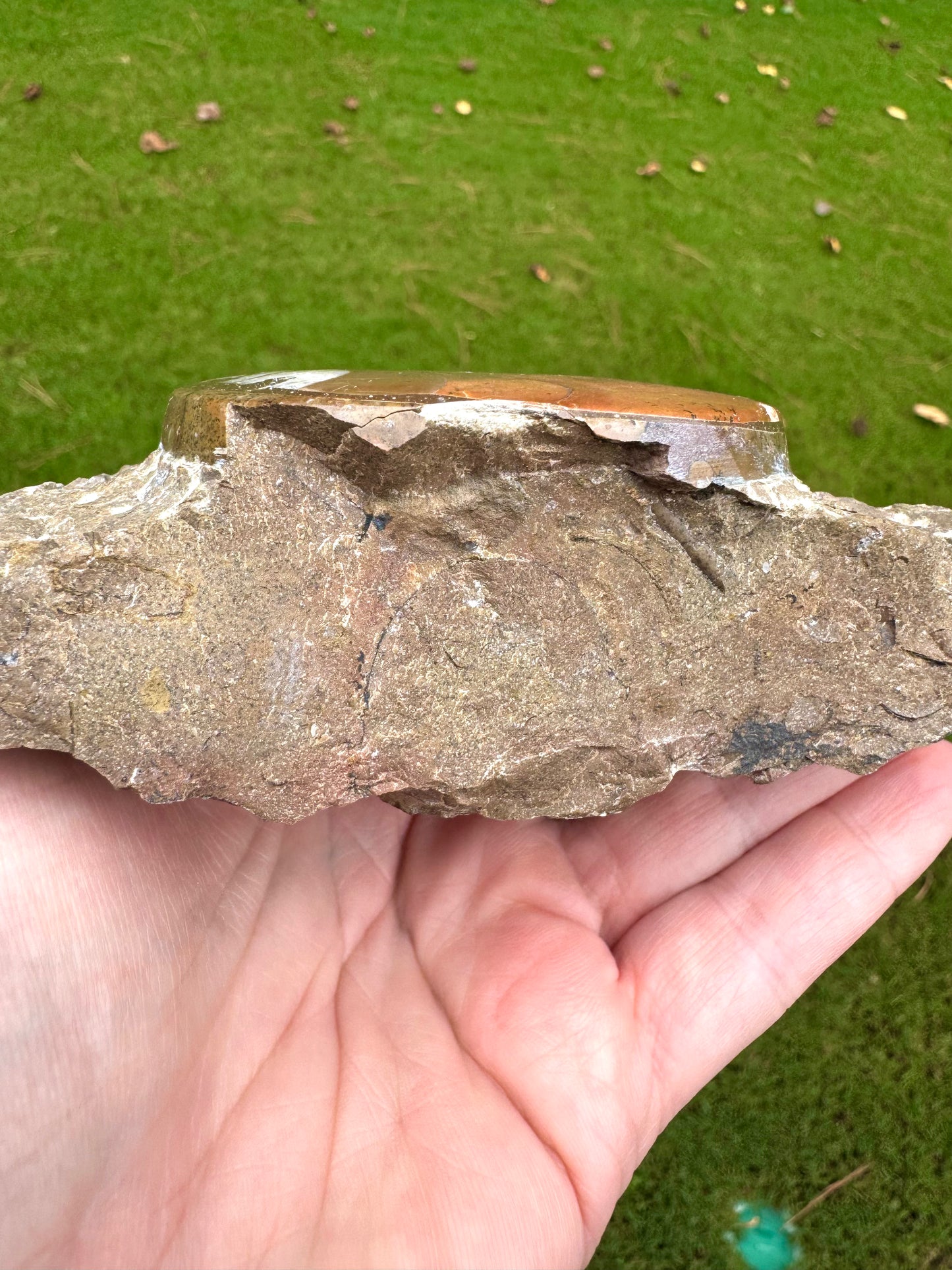 Polished Ammonite on Fossil Rock