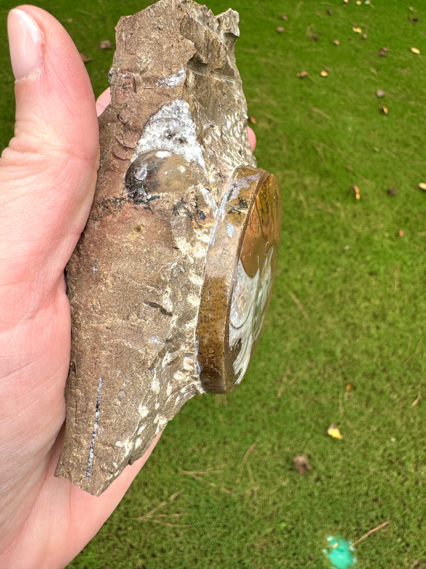 Polished Ammonite on Fossil Rock