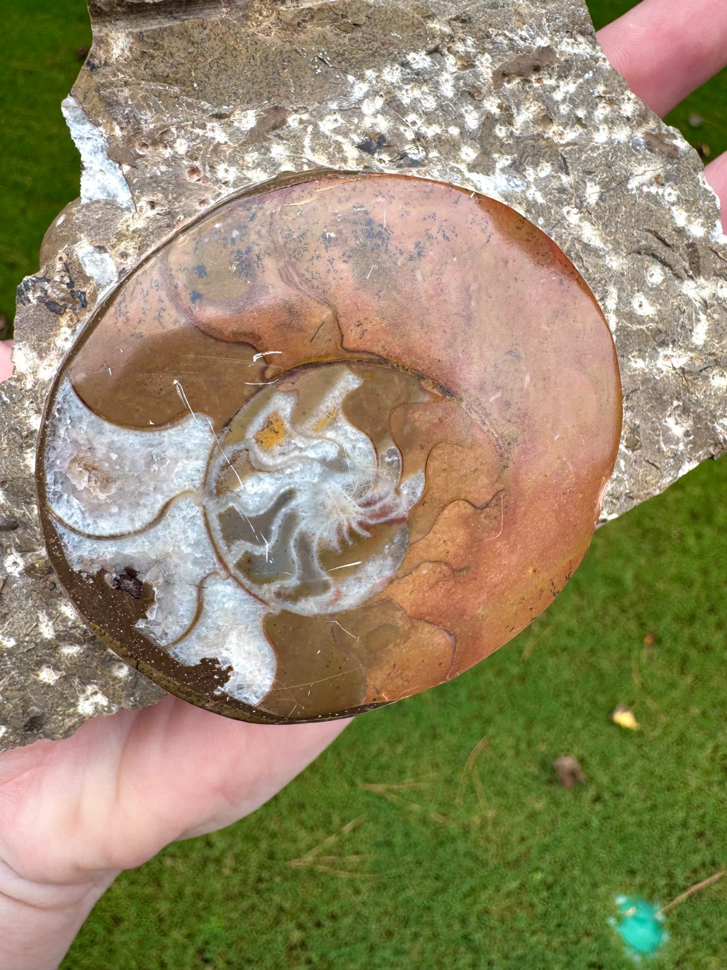 Polished Ammonite on Fossil Rock