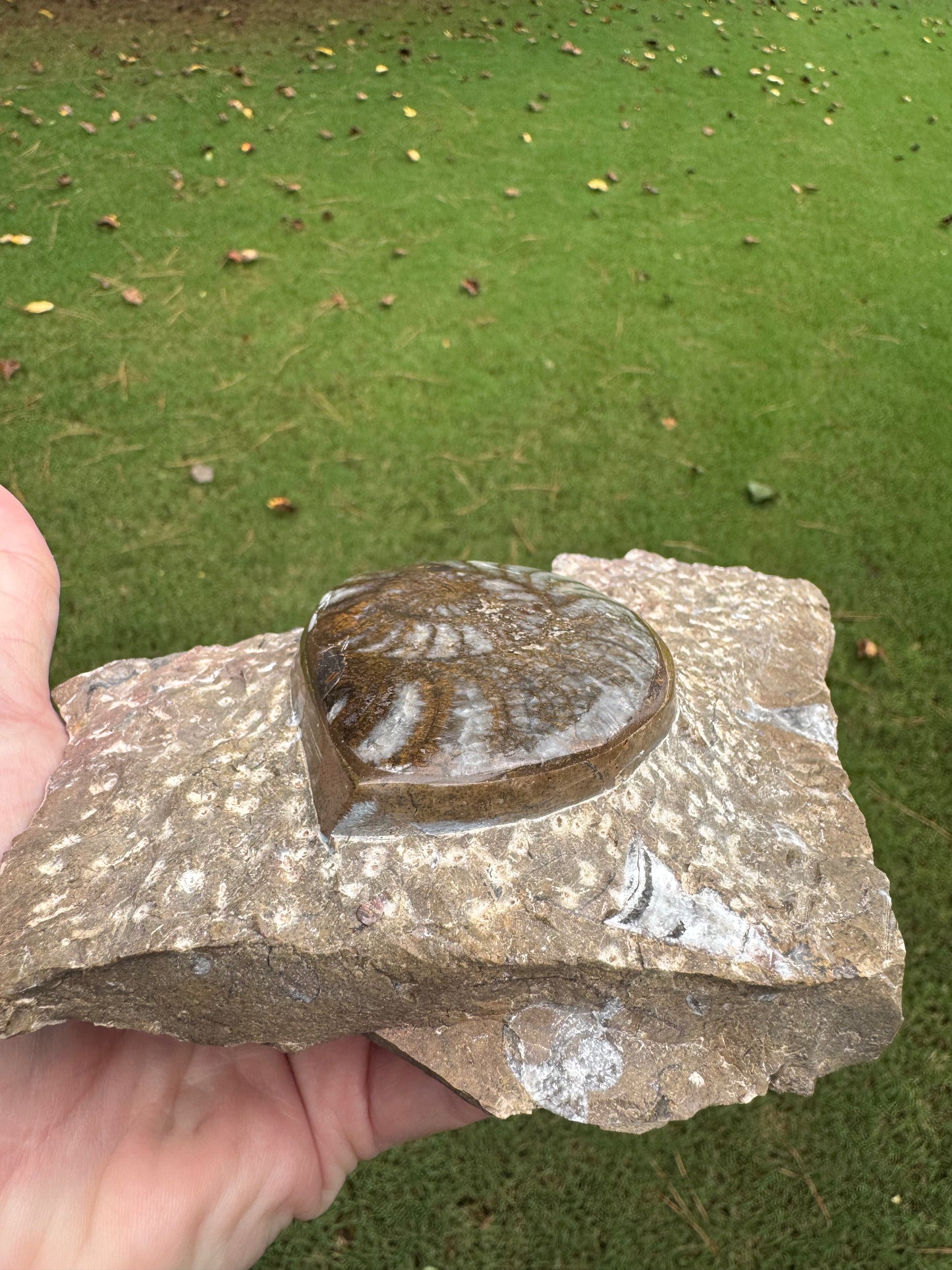 Large Ammonite on Fossil Rock