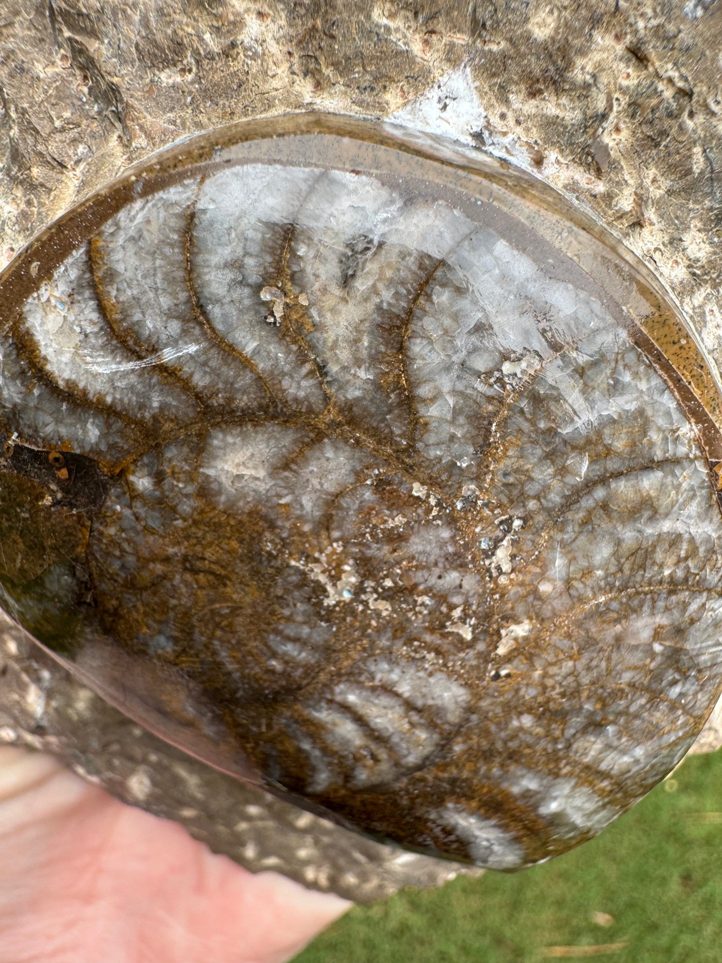 Large Ammonite on Fossil Rock