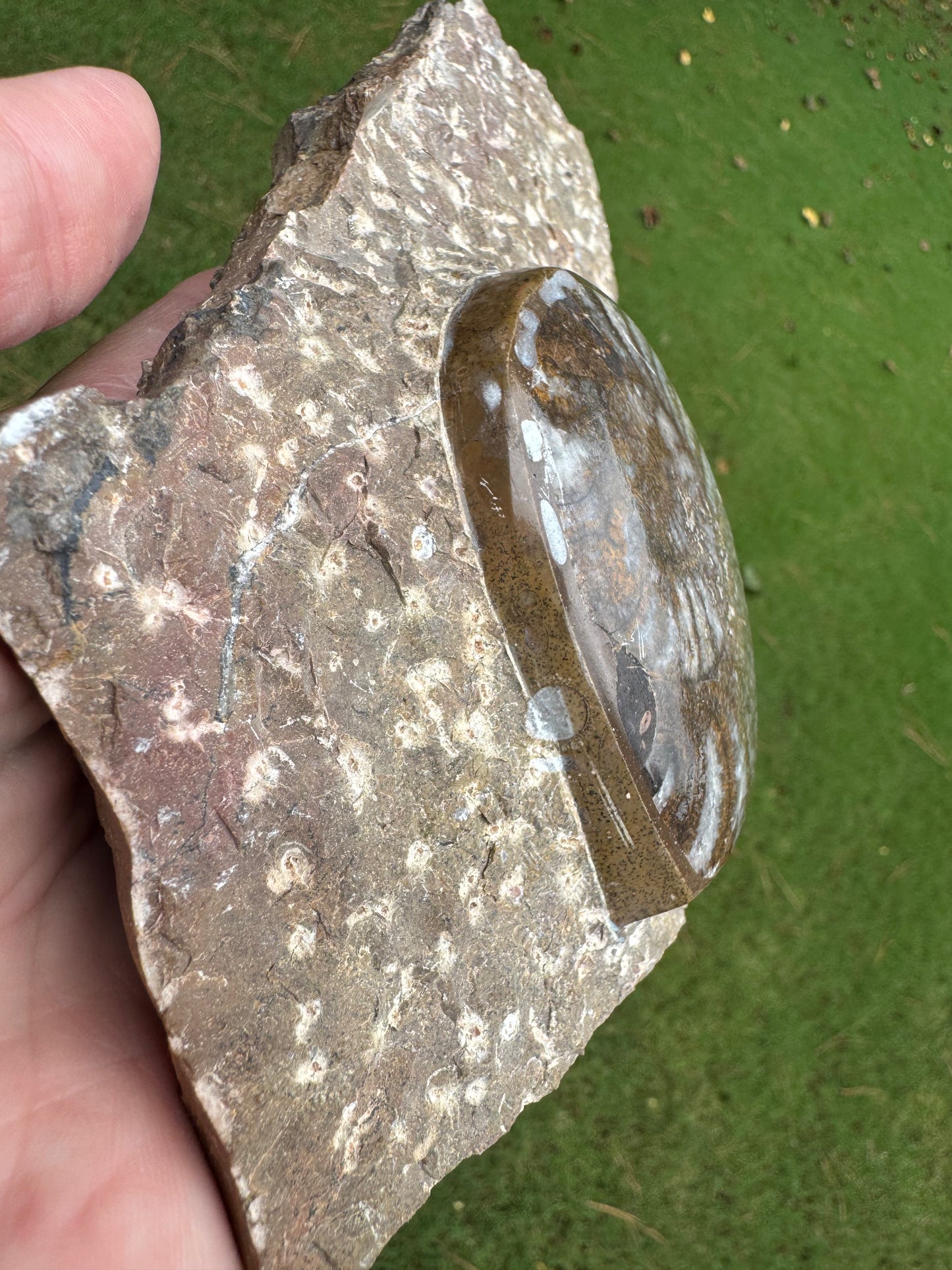 Large Ammonite on Fossil Rock