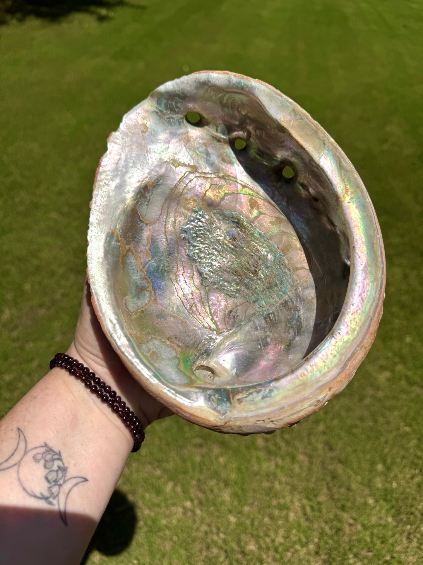 XL Abalone Shell Natural 8" Shell