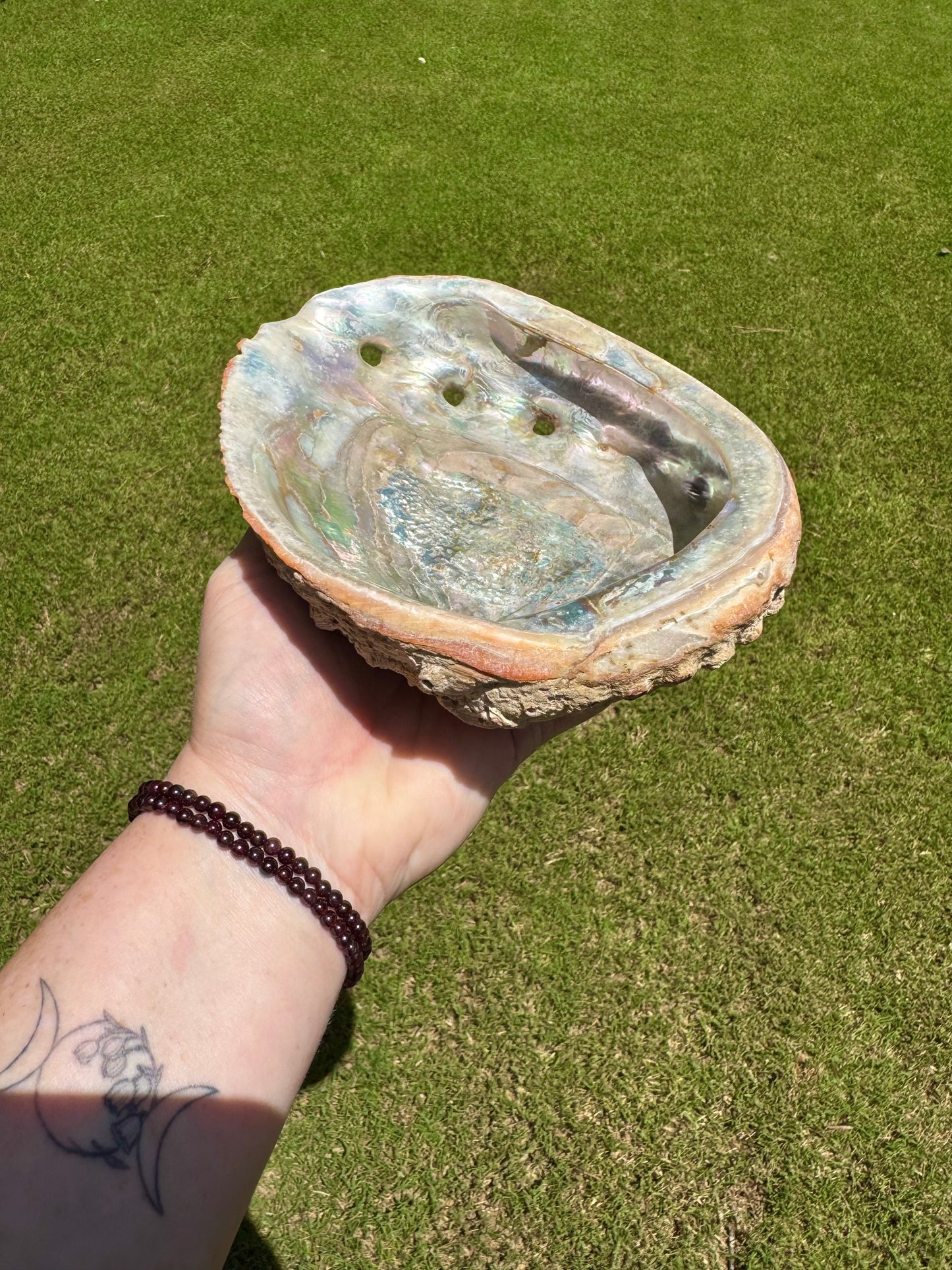 XL Abalone Shell Natural 8" Shell