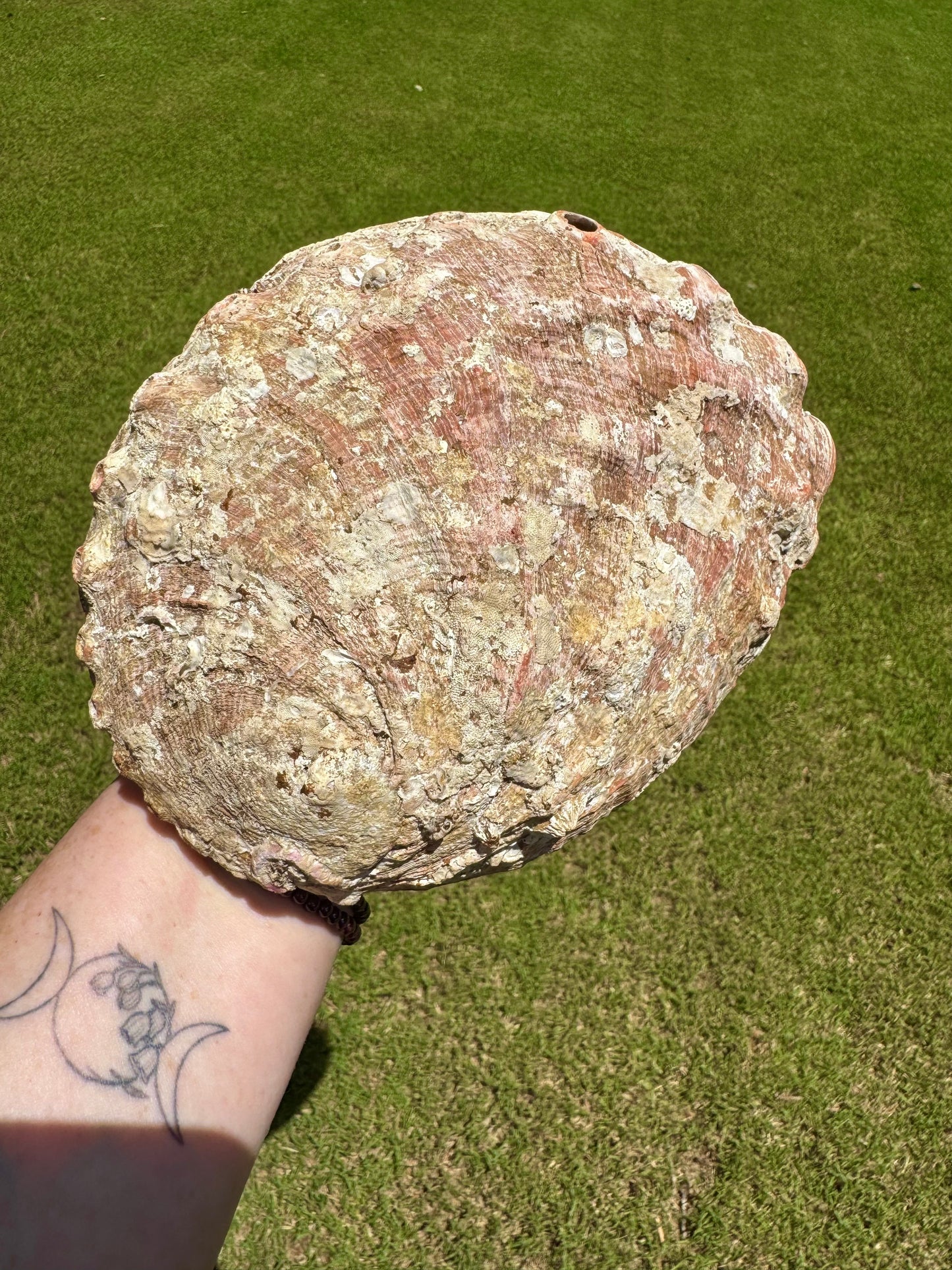 XL Abalone Shell Natural 8" Shell