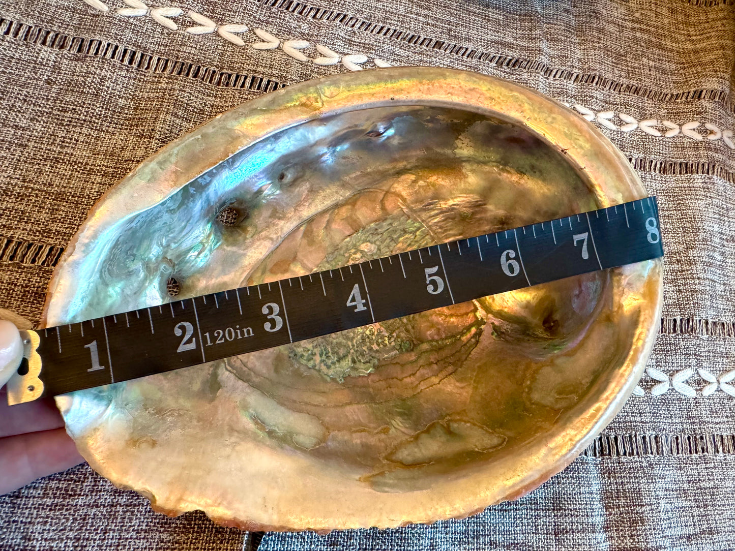 XL Abalone Shell Natural 8" Shell