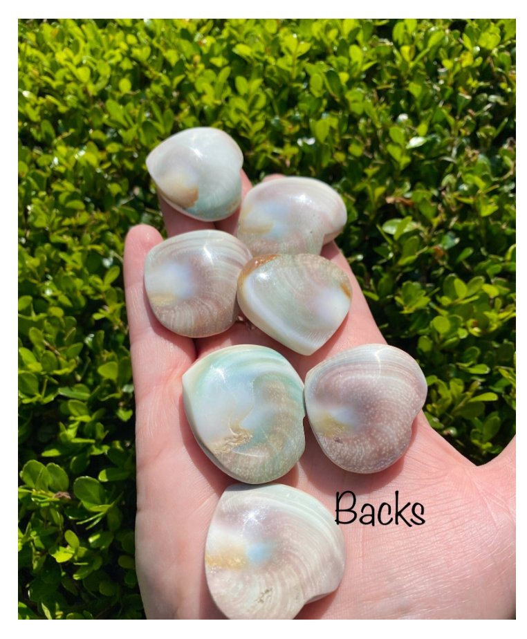 Shiva Shell Heart Third Eye Palm Stone Free Gift Wrap