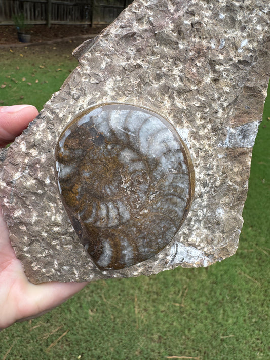 Large Ammonite on Fossil Rock