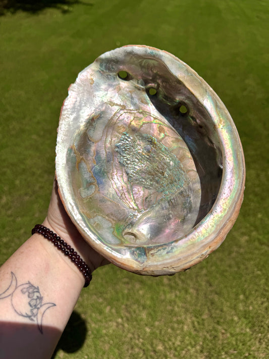 XL Abalone Shell Natural 8" Shell